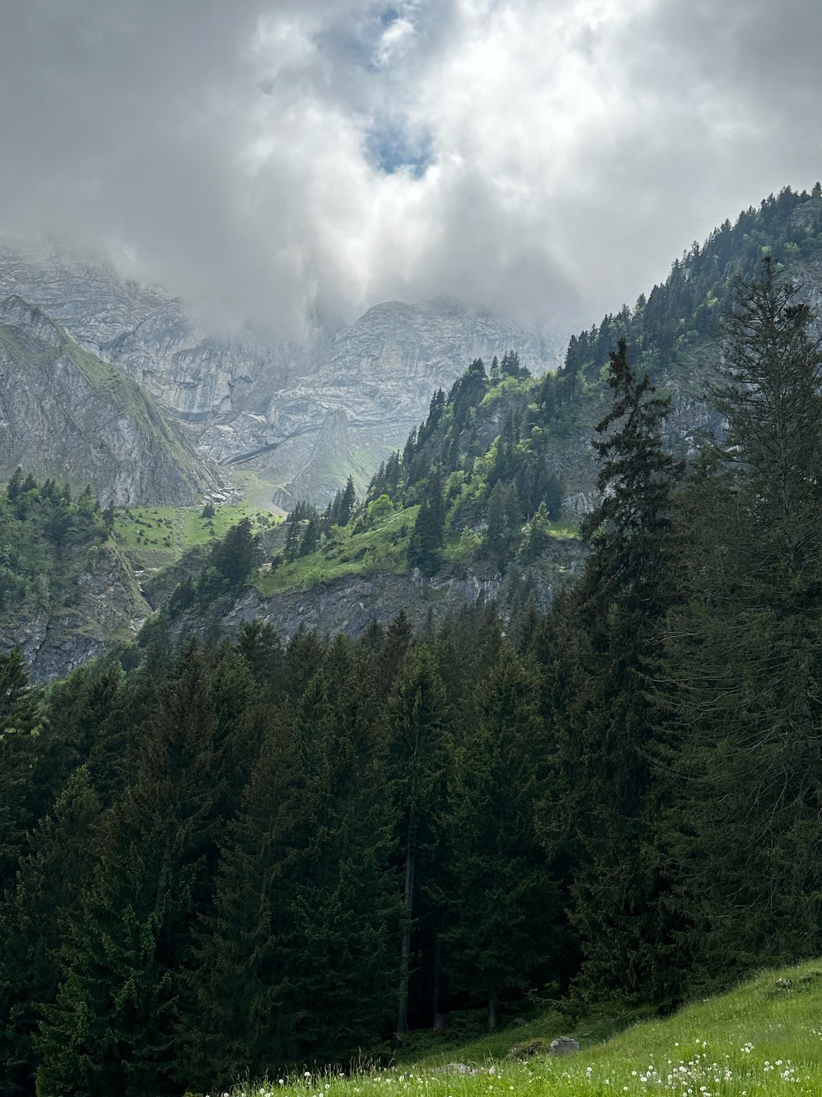 Swiss mountain peaks rising above forest into the clouds